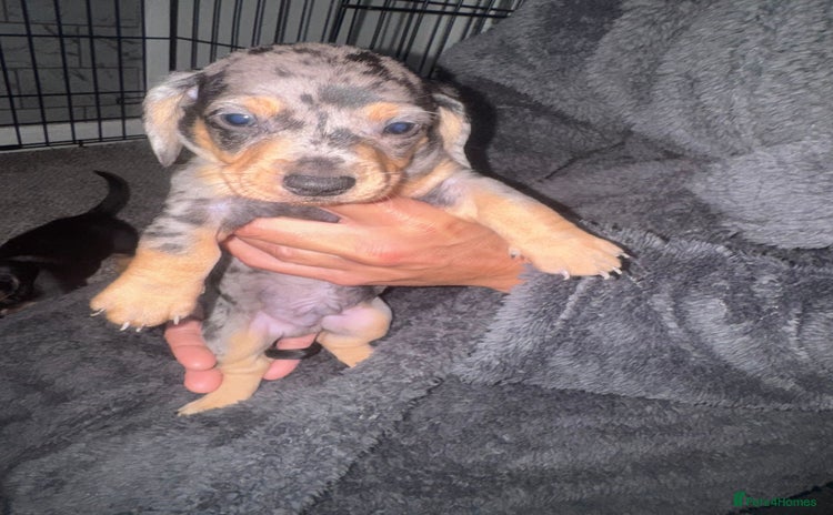 Dachshund dogs - Advert 5
