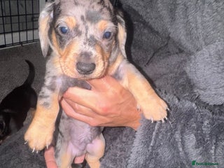 Dachshund dogs - Advert 3