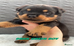 Rottweiler dogs for sale: Beautiful KC Rottweiler puppies - Image 19