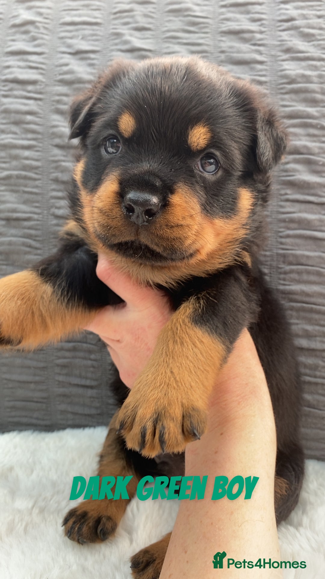 Rottweiler dogs for sale: Beautiful KC Rottweiler puppies - Image 19