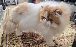 Persian cats for sale: Male Persian Pedigree CFA Champion - Image 2