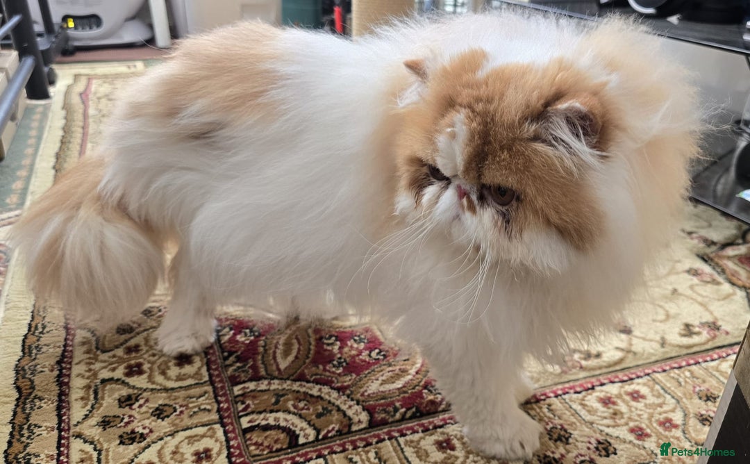 Persian cats for sale: Male Persian Pedigree CFA Champion - Image 2