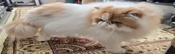 Persian cats for sale: Male Persian Pedigree CFA Champion - Advert 2