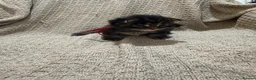 Maine Coon cats for sale: Exceptional Smoke / classic MAINCOON kittens  - Advert 12