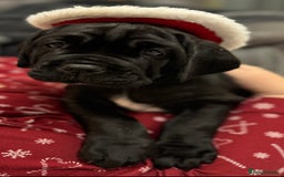 Mastiff dogs for sale: Mastiff puppies (Neapolitan) - Advert 6