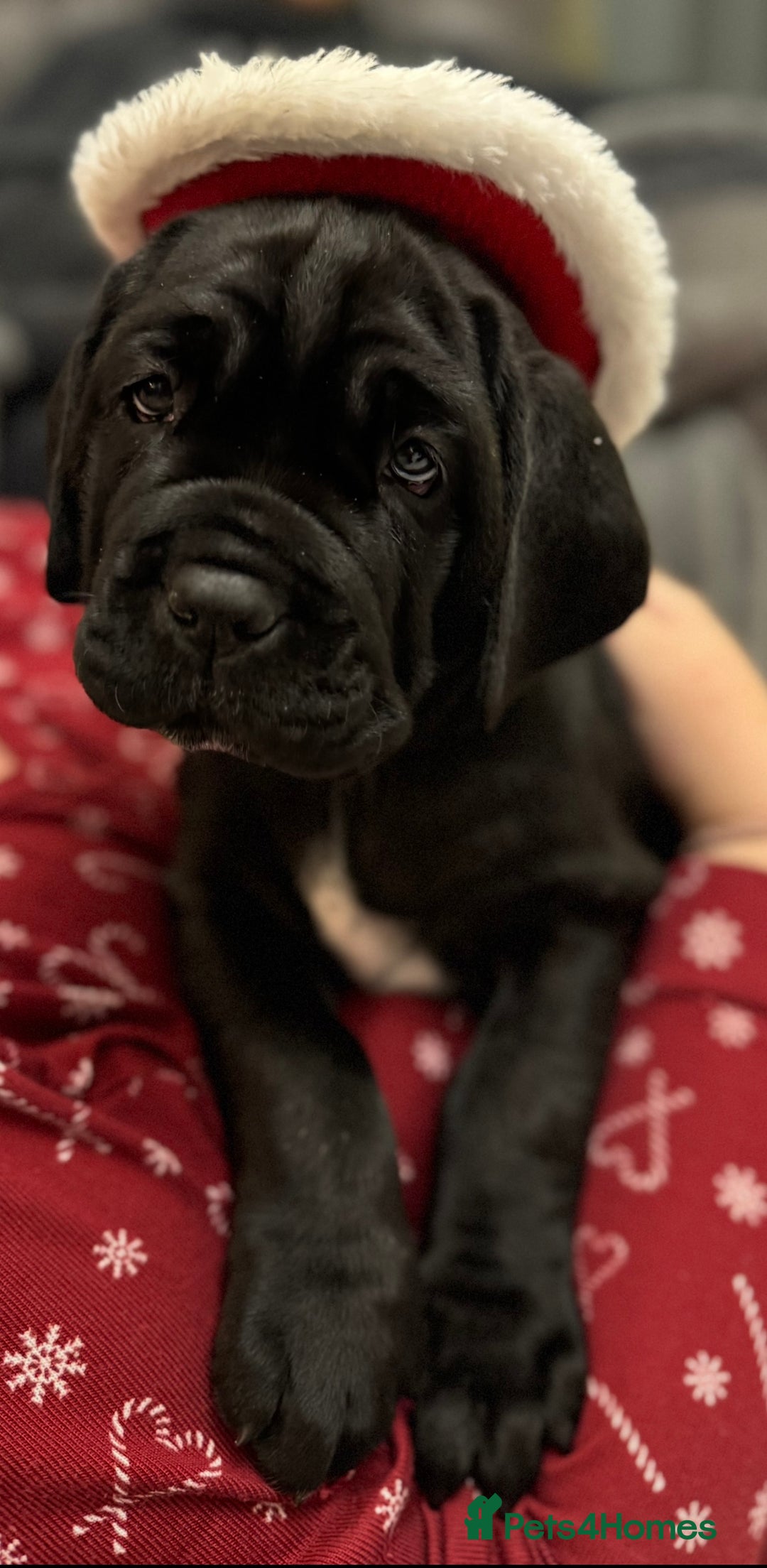 Mastiff dogs for sale: Mastiff puppies (Neapolitan) - Advert 6