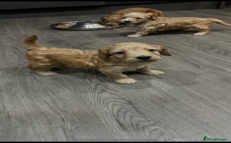 Cockapoo dogs - Advert 2