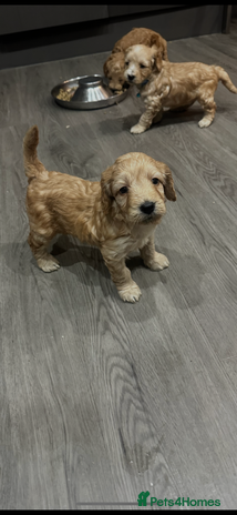 Cockapoo dogs - Advert 6