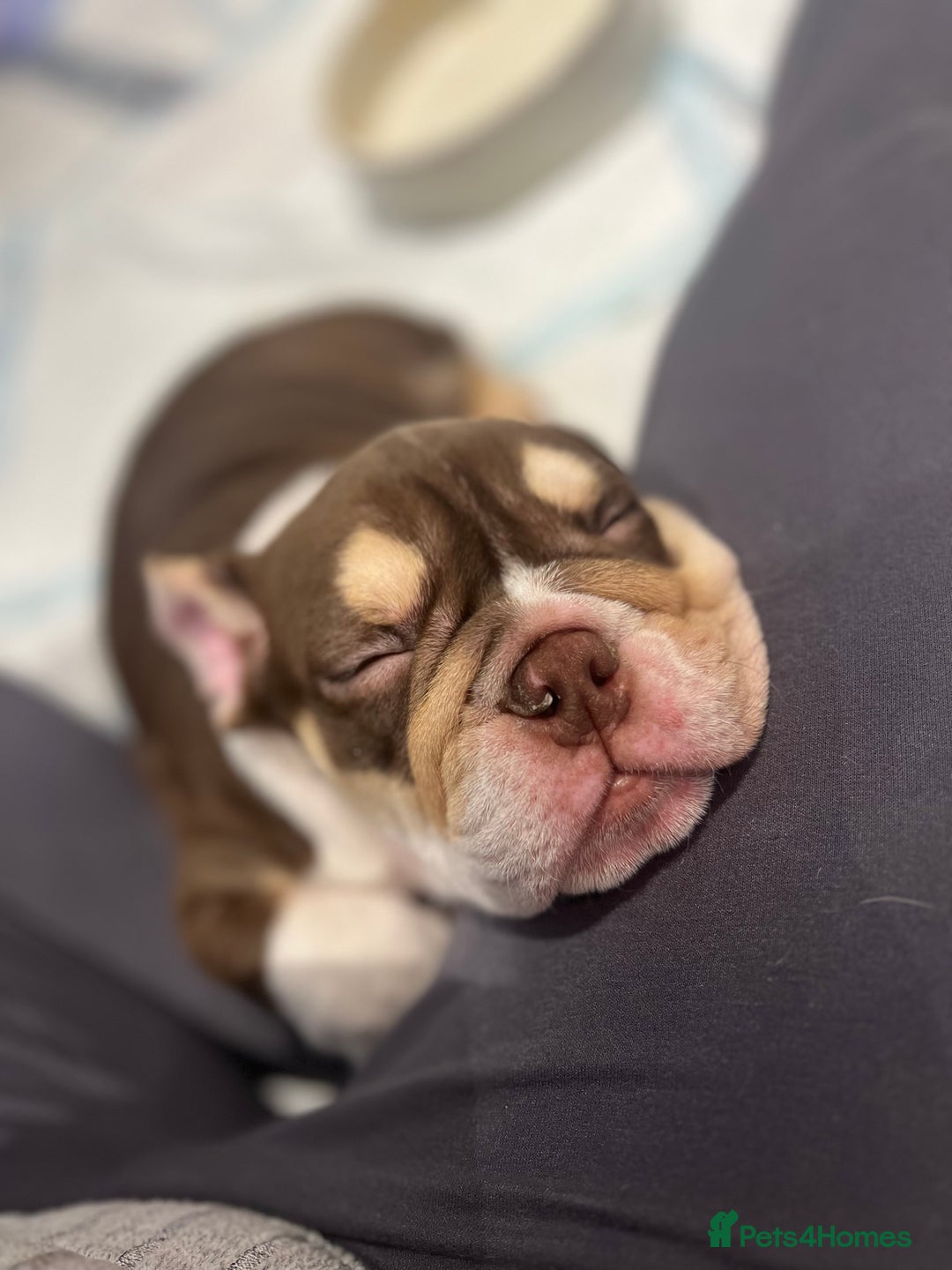 English Bulldog dogs for sale: One Beautiful Cuddly Girl Left 🏠💗 - Image 18