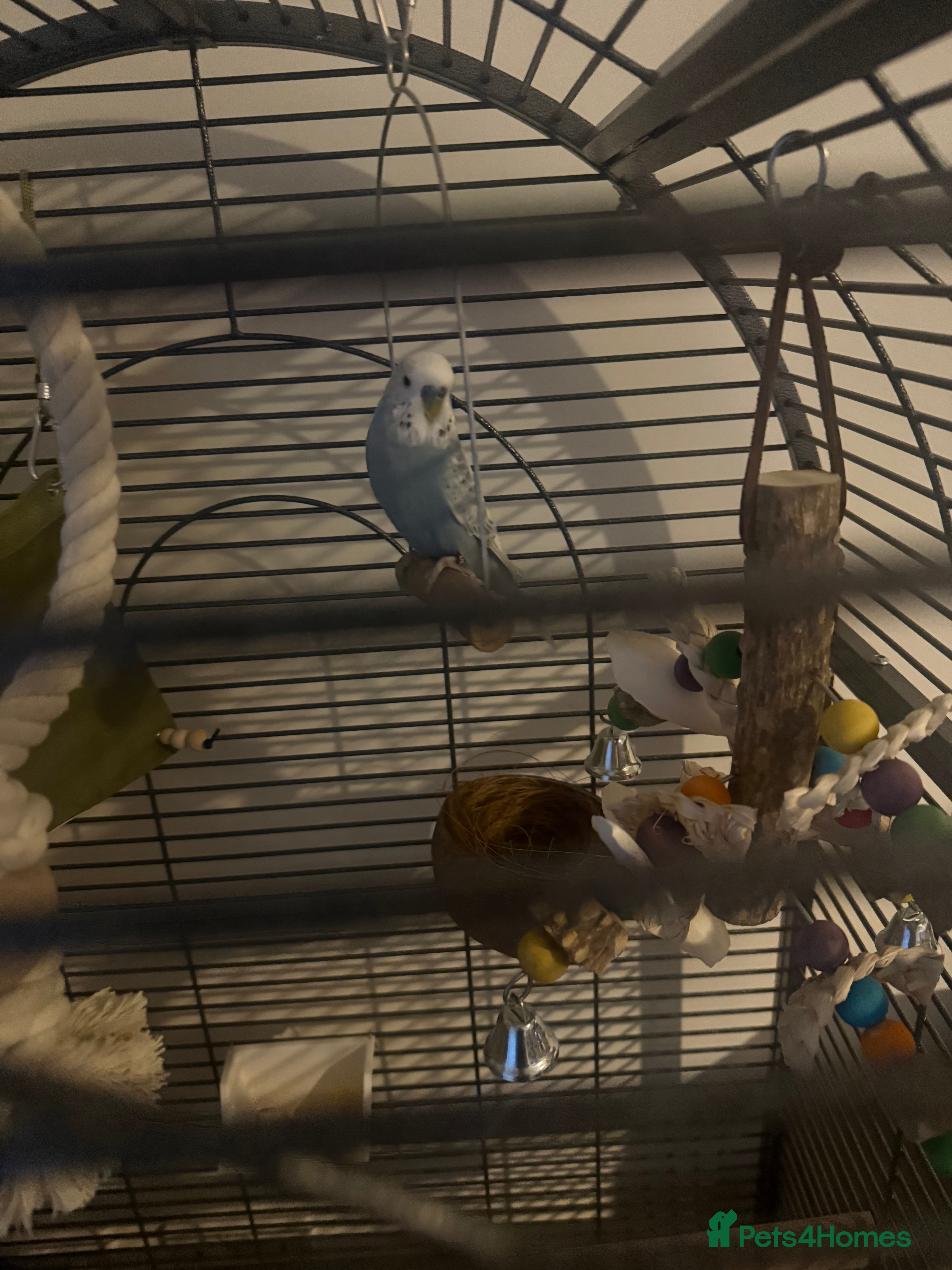 Budgerigars birds budgie - Advert 4