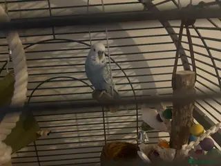 Budgerigars birds budgie - Advert 4