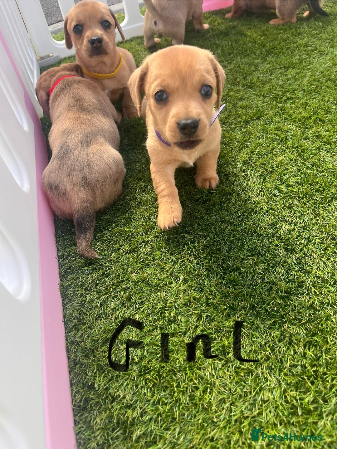 Mixed Breed dogs for sale: 7 beautiful jackshund puppies for sale - Image 21