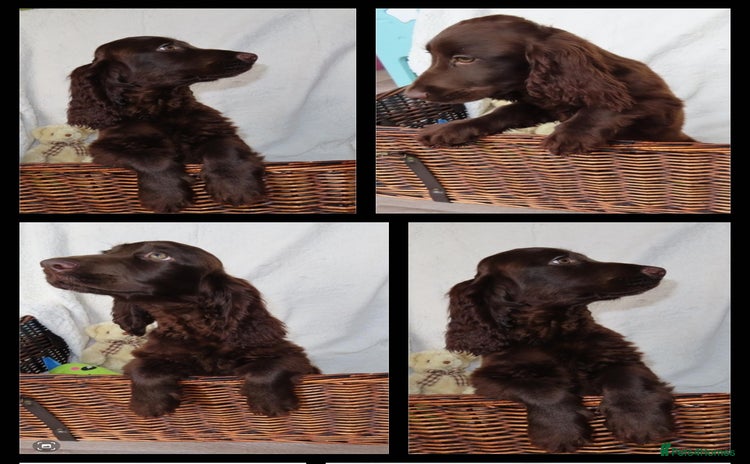 Cocker Spaniel dogs - Advert 4