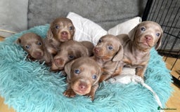 Miniature Dachshund dogs for sale: Isabella-choco long&short hair miniature dachshund - Image 2