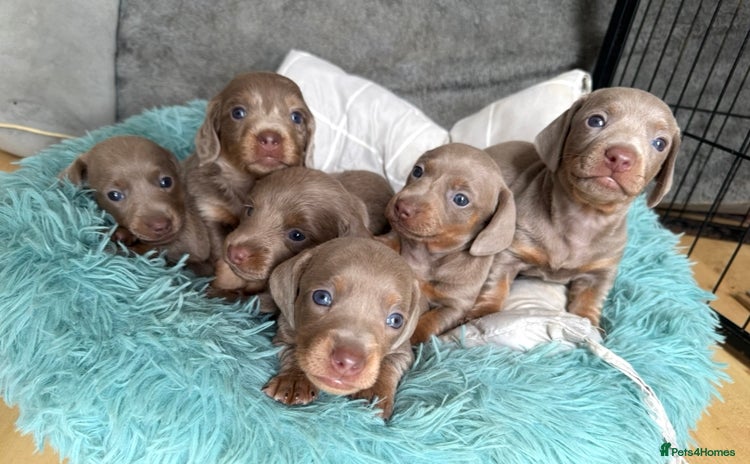 Miniature Dachshund dogs - Advert 9