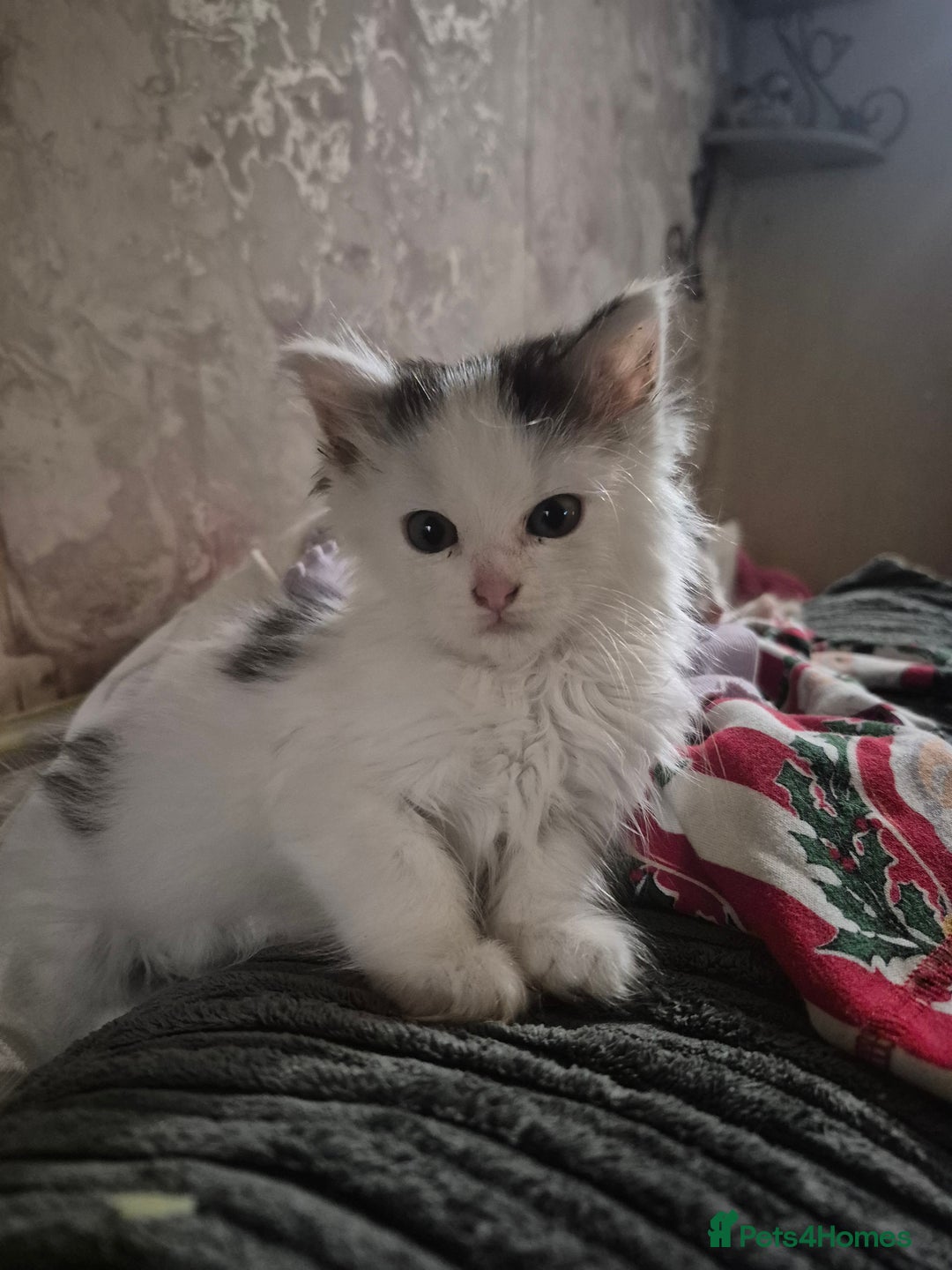 Ragdoll cats for sale: 💥💞Ragdoll x domestic💞💥  - Advert 9