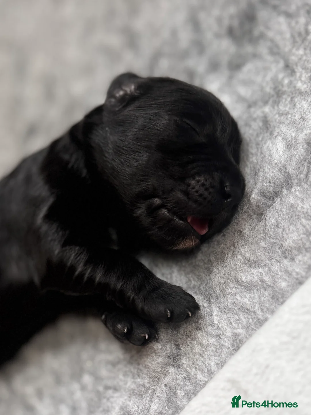 Cockerdor dogs for sale: Cockador Puppies  - Advert 2