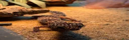 Leopard Gecko reptiles for sale: Male Leopard Gecko - Advert 3