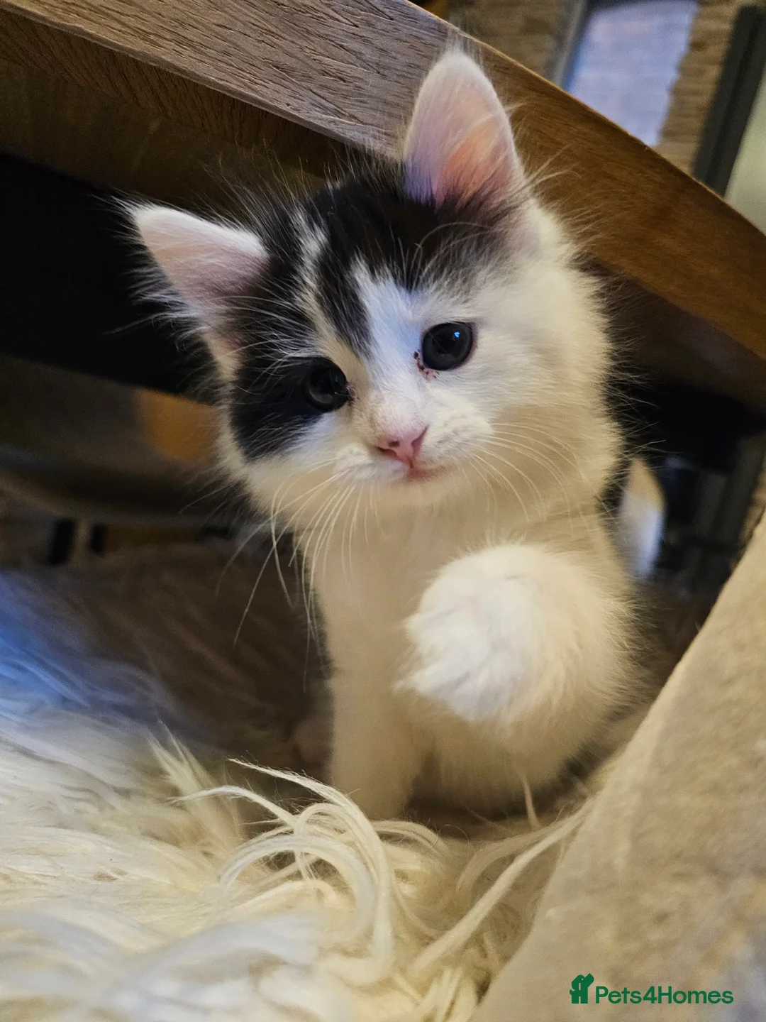 Turkish Angora cats for sale: Black and white kitten ready for a new home 🐾 - Advert 4