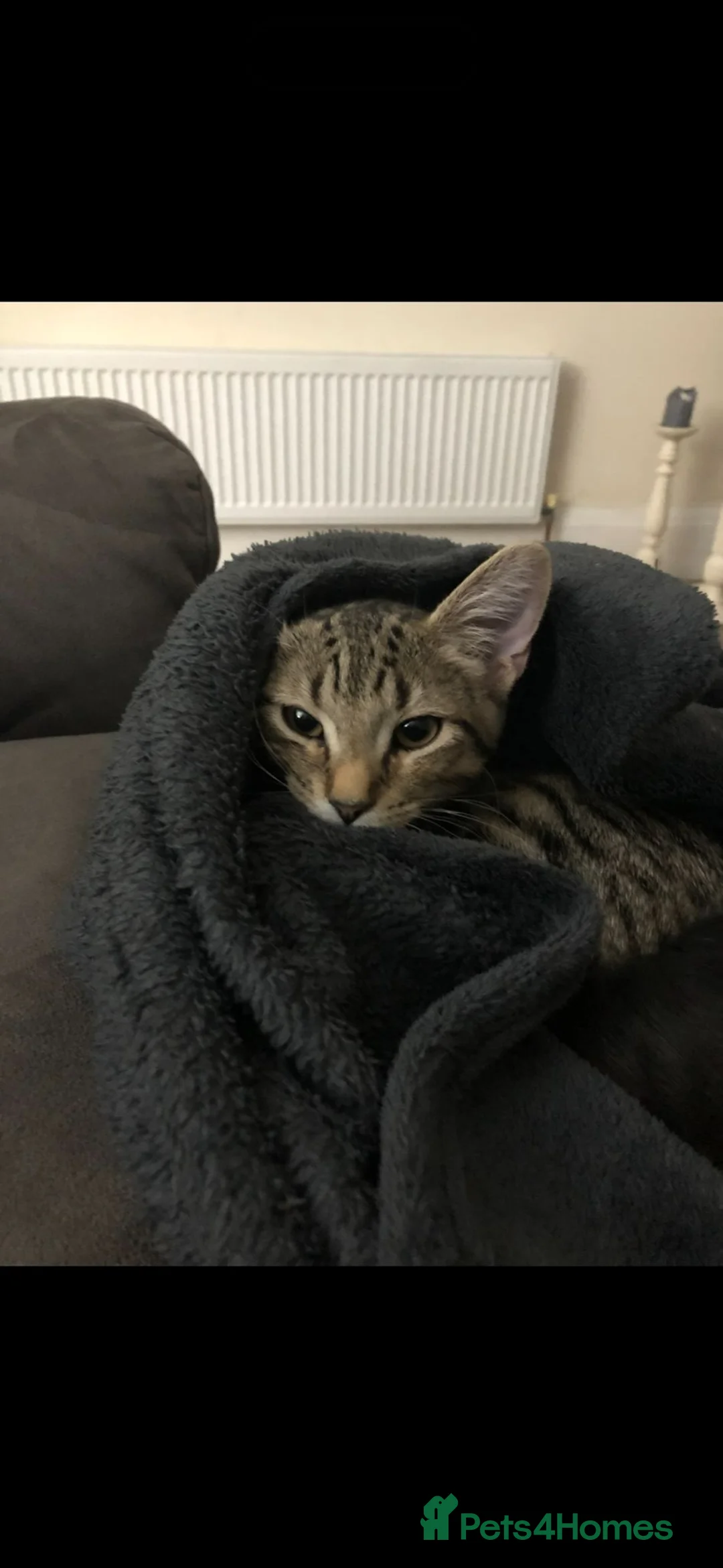 Mixed Breed cats for sale: Pumpkin & Yoshi  - Advert 3