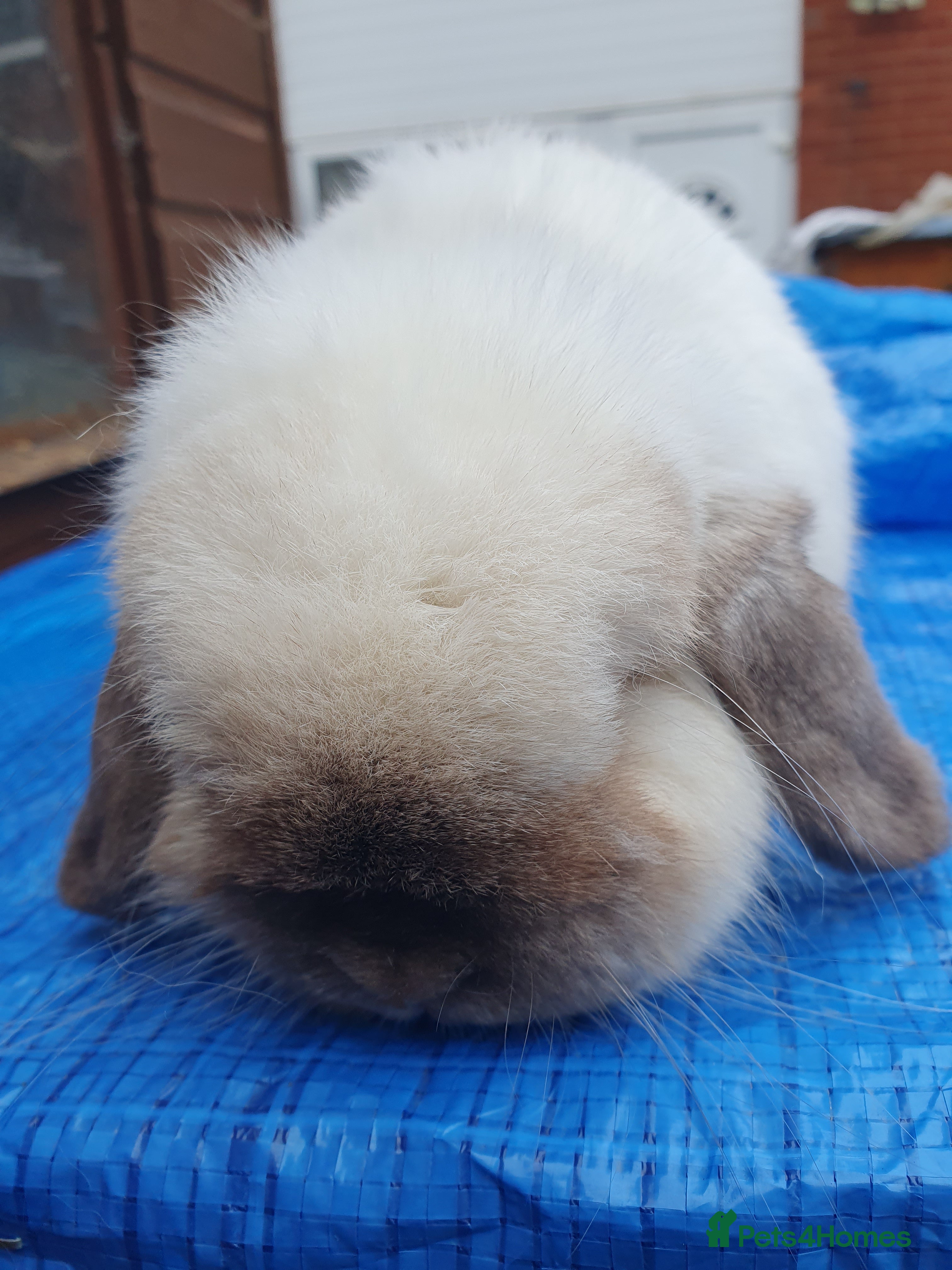 Mini Lop rabbits Spayed and neutered rabbits for adoption VAC rhd2  - Advert 1