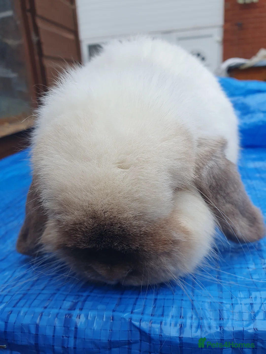 Mini Lop rabbits for sale: Spayed and neutered rabbits for adoption VAC rhd2  - Advert 1