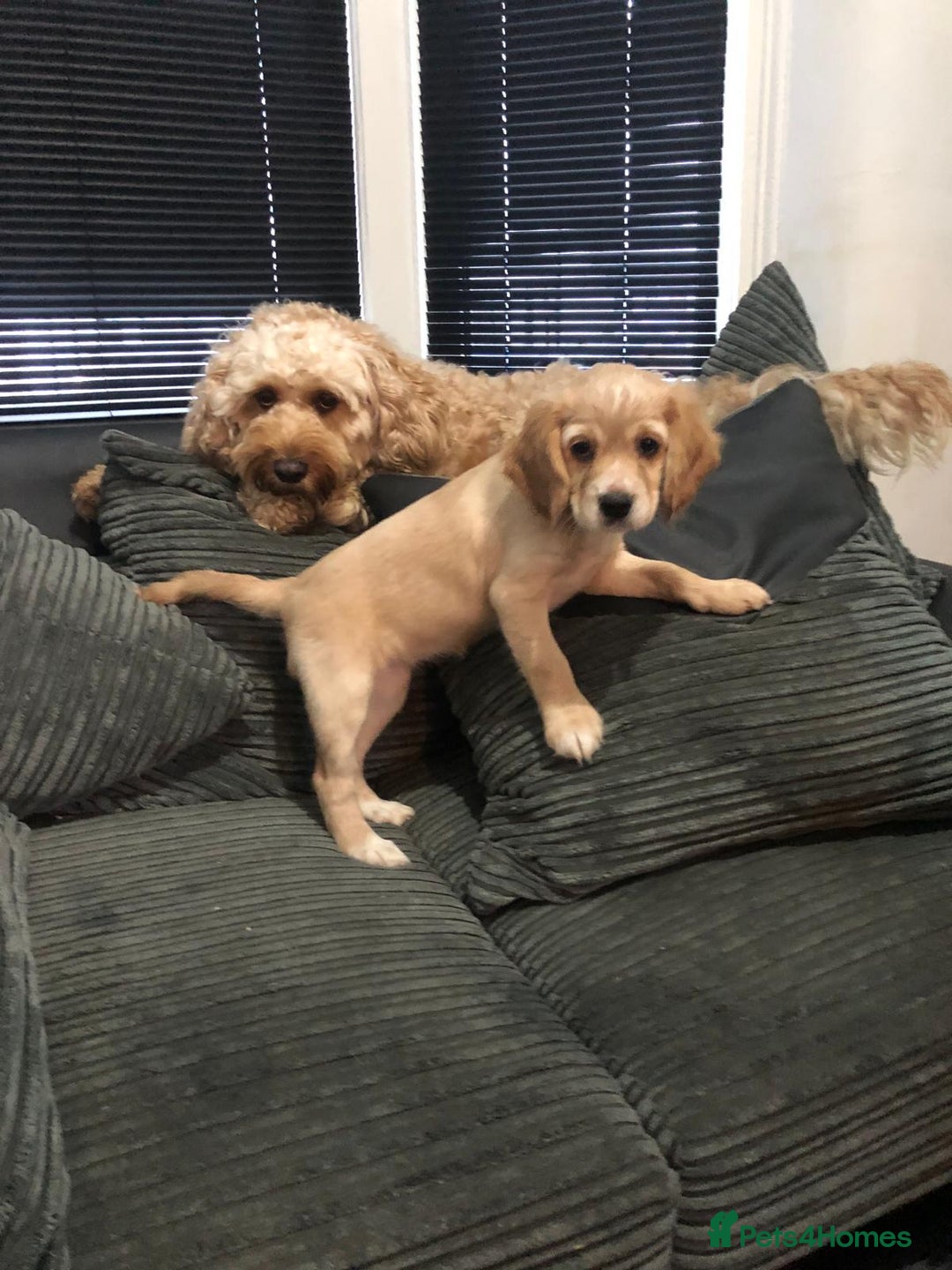 Cockapoo dogs for sale: Cockapoo  - Image 6
