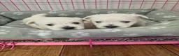 West Highland Terrier dogs for sale: Beautiful healthy litter of westie puppies  - Advert 24