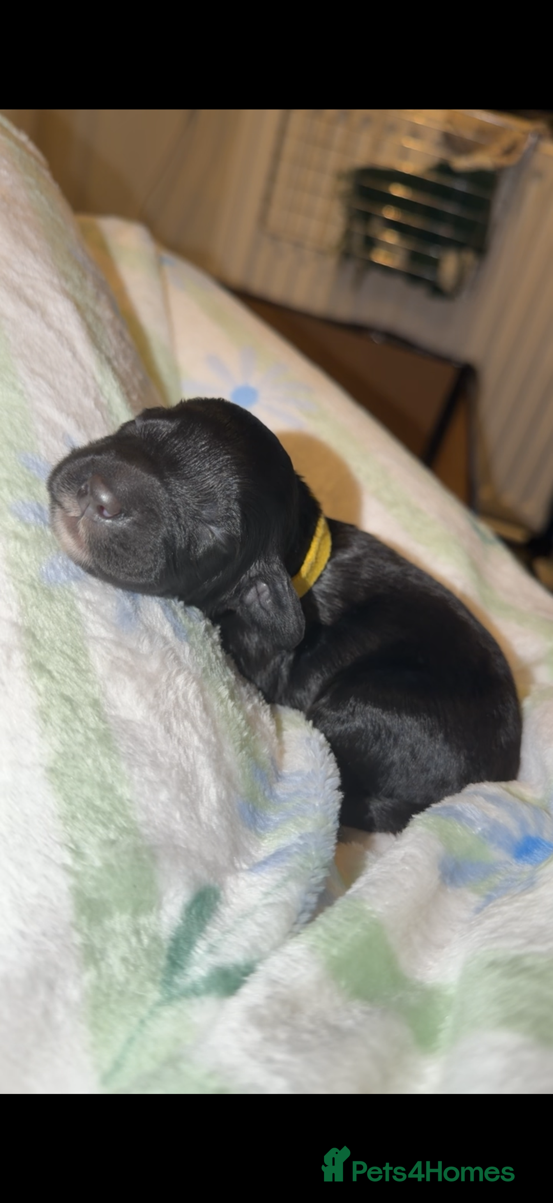 Cockapoo dogs for sale: Beautiful litter of cockapoos - Advert 5