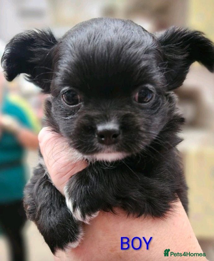Chihuahua dogs KC longcoat Chihuahuas from Thai lines - Advert 8