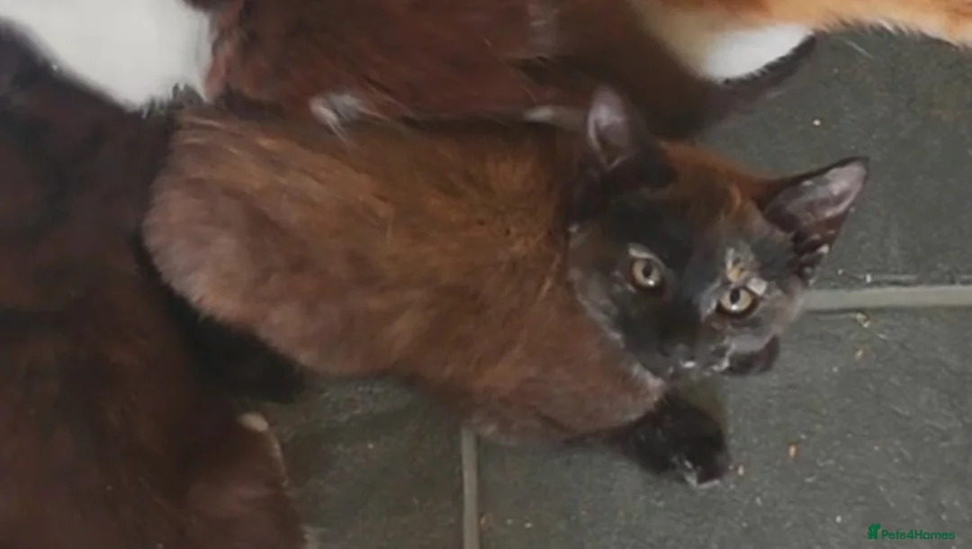 Mixed Breed cats for sale: 6 kittens, 4 boys /, 2 girls, playful, healthy  - Advert 2