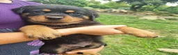 Rottweiler dogs for sale: Lovely well bred big bone pups in Wigston - Advert 10