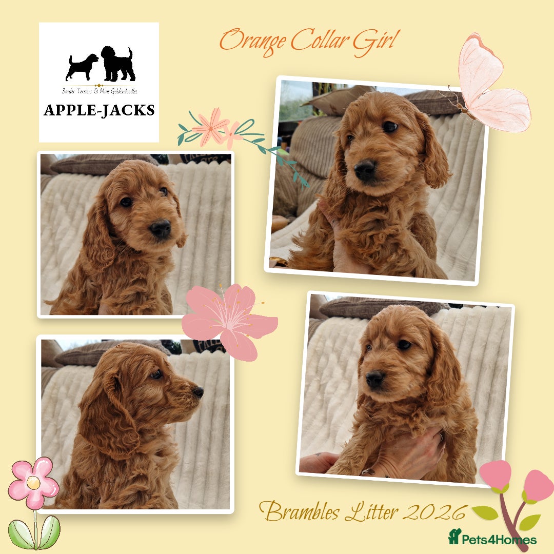 Mini Goldendoodle dogs Miniature Goldendoodle puppies Ready now - Advert 1