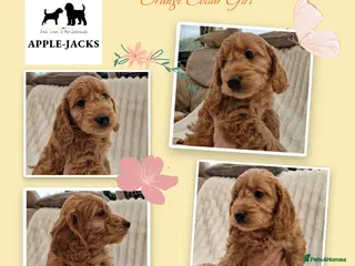 Mini Goldendoodle dogs Miniature Goldendoodle puppies Ready now - Advert 1