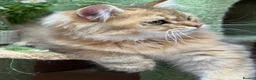 British Longhair cats for sale: Stunning British Longhair kittens  - Advert 6