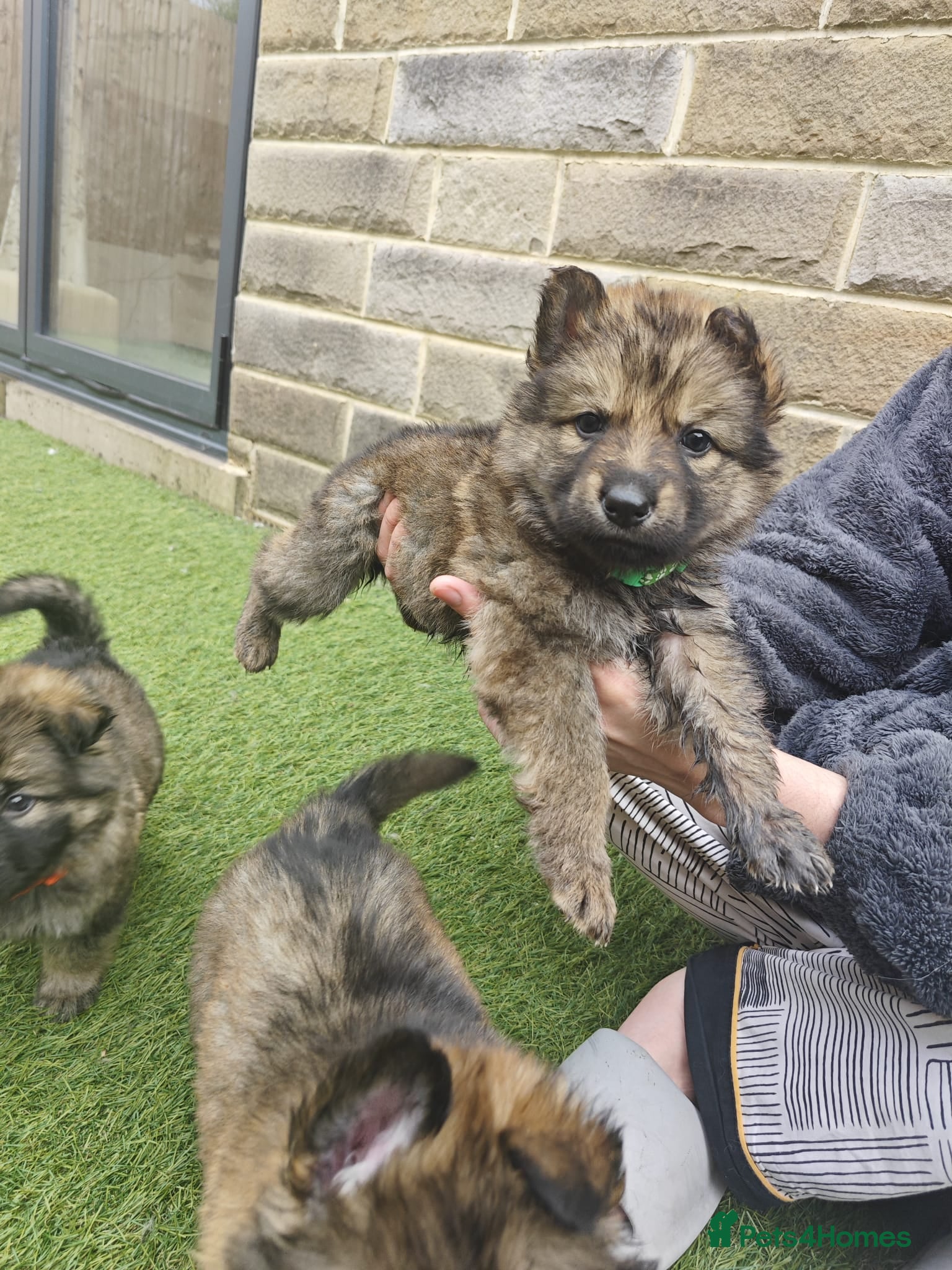 German Shepherd dogs for sale: 3 Purebred Pups XL Long-Hair GSD Girl Puppies - Advert 29