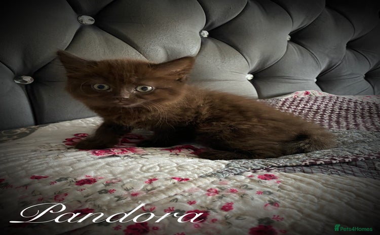 Mixed Breed cats - Advert 15