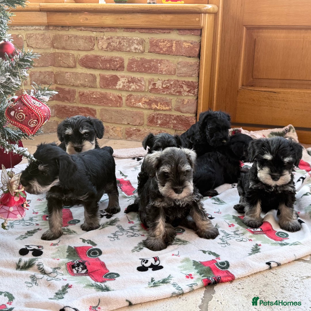 Miniature Schnauzer dogs for sale: 🌟Adorable Miniature Schnauzers Puppys 🌟 - Advert 15