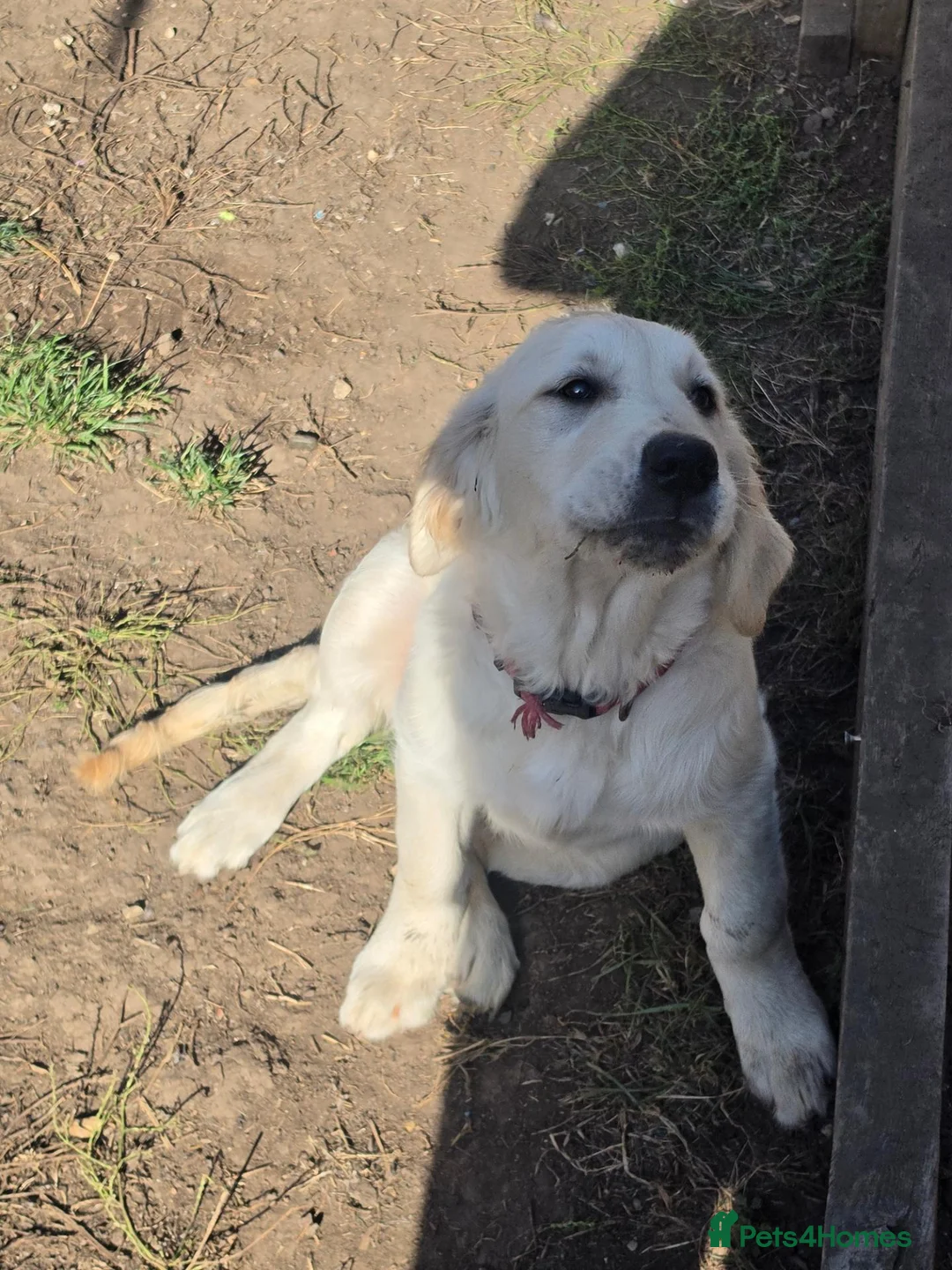 Golden Retriever dogs for sale: Ready to go now,  - Advert 1