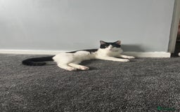 Mixed Breed cats for sale: Kittens for sale - Image 6