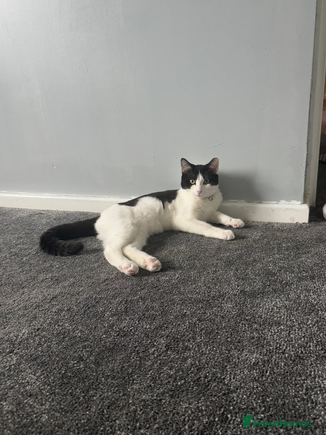 Mixed Breed cats for sale: Kittens for sale - Image 6