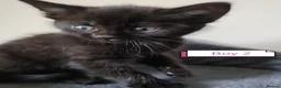 Mixed Breed cats for sale: ❤️❤️❤️ Four adorable kittens ❤️❤️❤️  - Advert 14