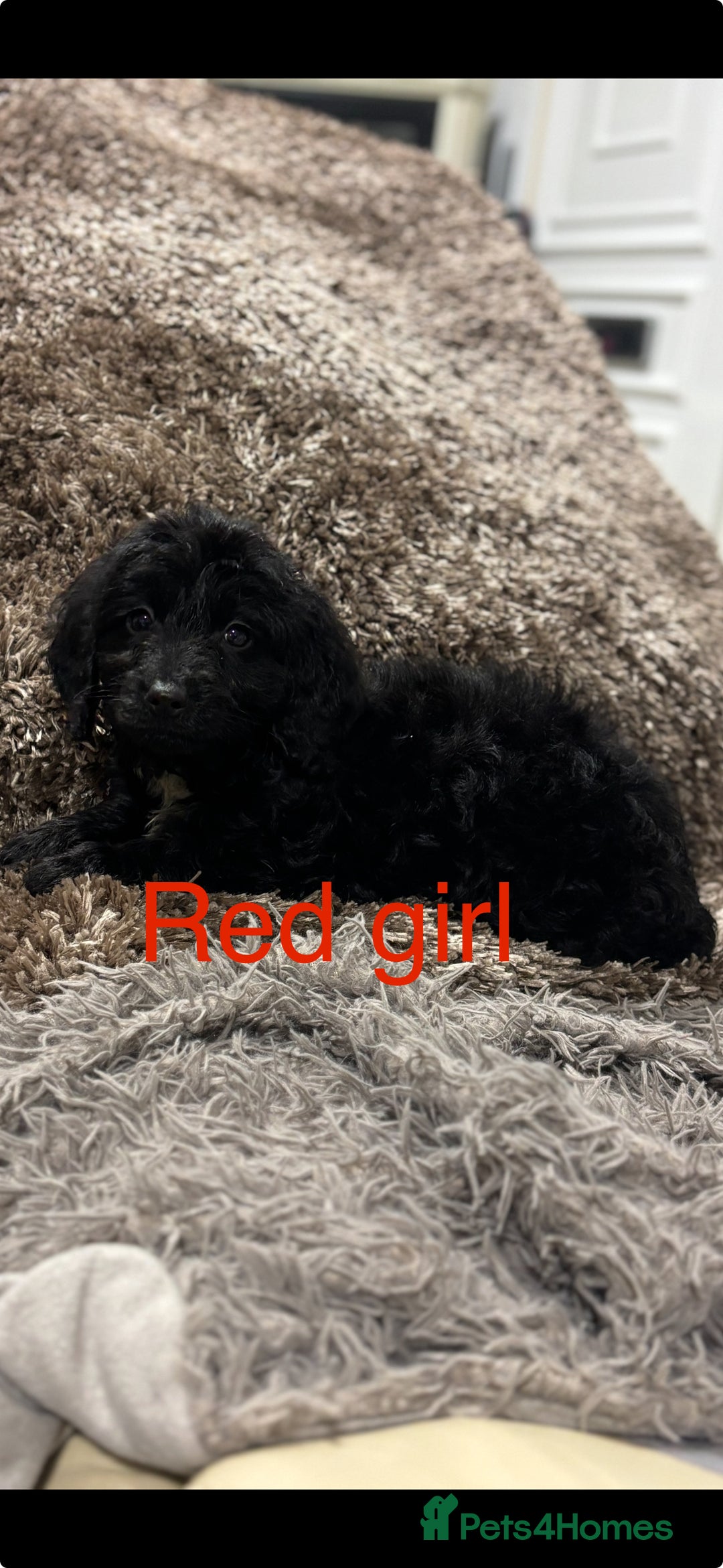 Sproodle dogs for sale: Sproodle puppies - Advert 5