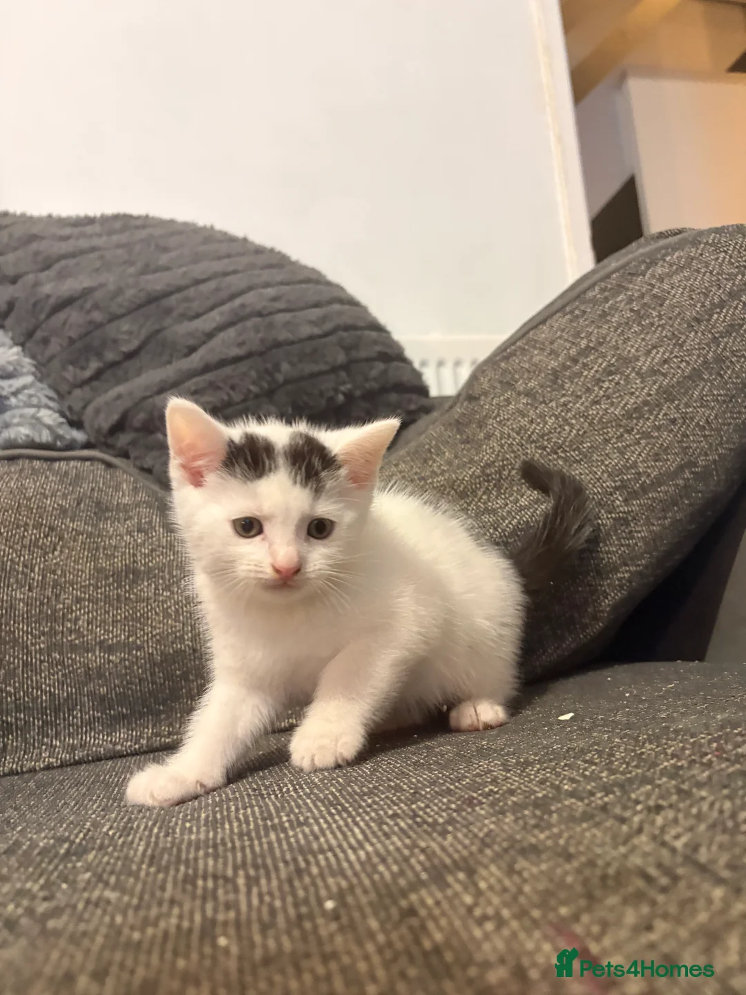 Mixed Breed cats for sale: X 2 male kittens in Warrington - Advert 2