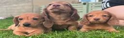 Miniature Dachshund dogs for sale: Red long hair miniature daschund puppies - Advert 3