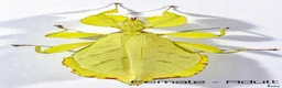 Stick Insects invertebrates for sale: Two mixed colour nymphs Leaf Stick insects - Advert 3