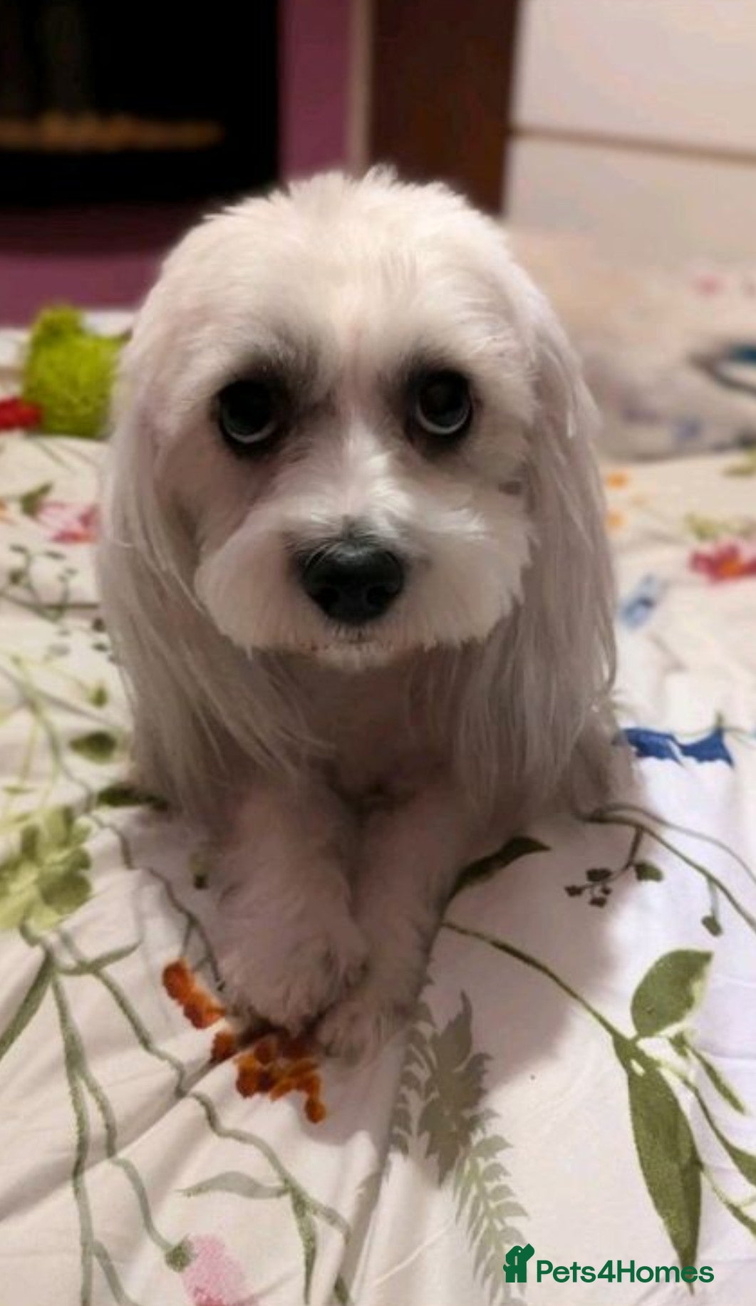 Zuchon dogs Shechon/zechon/ teddy bear female dog 4yrs old - Advert 9