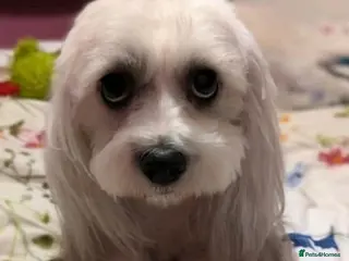 Zuchon dogs Shechon/zechon/ teddy bear female dog 4yrs old - Advert 9