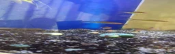 Tetras fish for sale: Mixed tropical fish, job lot, closing tank in Brierley Hill - Advert 2