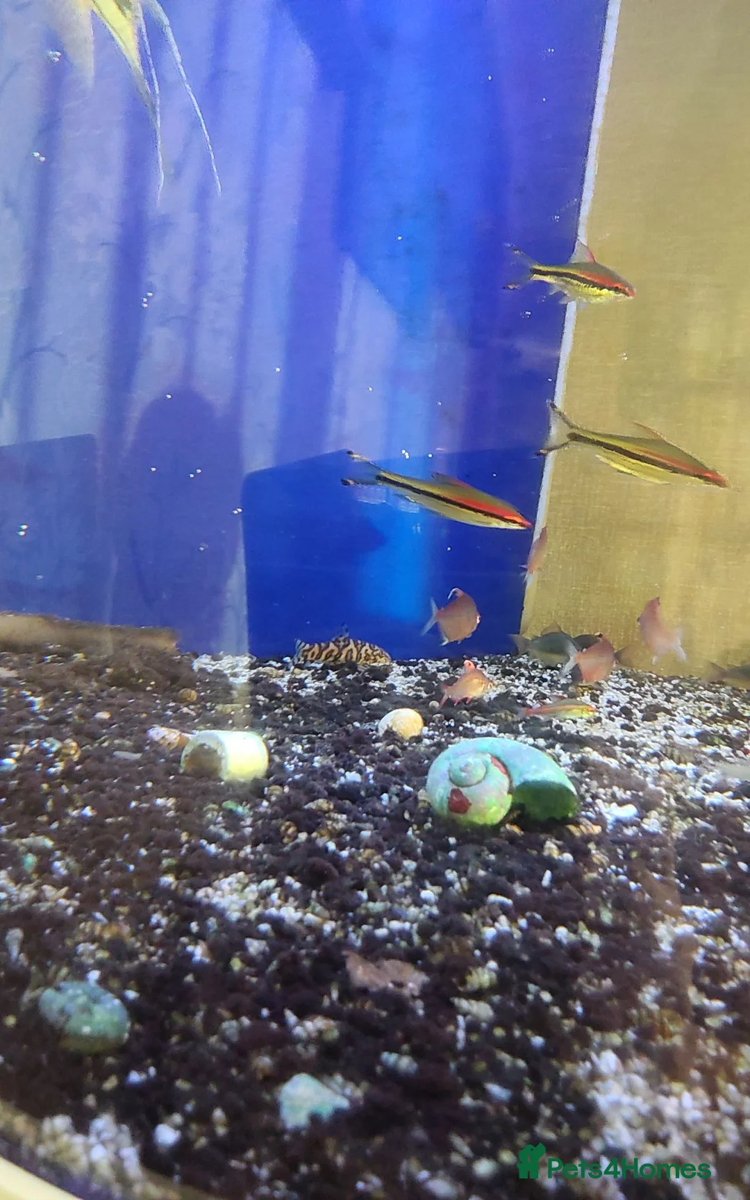 Tetras fish for sale: Mixed tropical fish, job lot, closing tank in Brierley Hill - Advert 2
